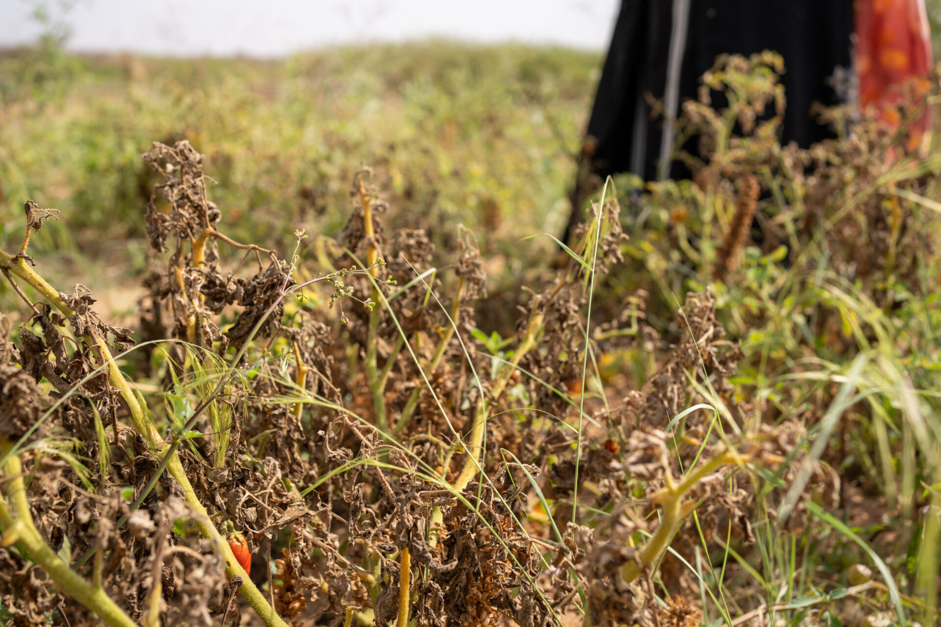 Klimakrisens konsekvenser - Somaliland