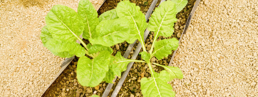 Hydroponisk landbrug er bare en af flere metoder, som unge bruger til at tilpasse sig