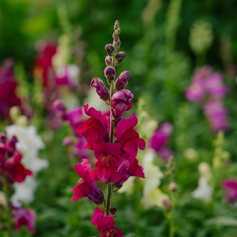Løvemund Snapdragon blomsterfrø