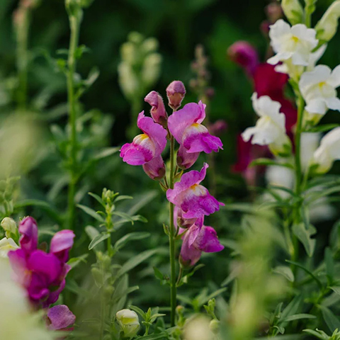 Løvemund Snapdragon blomsterfrø
