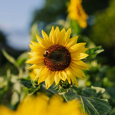 Solsikke frø - Gul solsikke - økologiske frø.